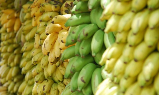 Preservation And Processing Of Bananas