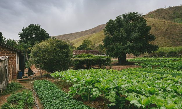 Smallholder Farmers Do Not Produce As Much As Reported