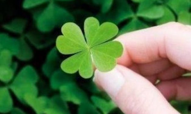 The Shamrock organisation