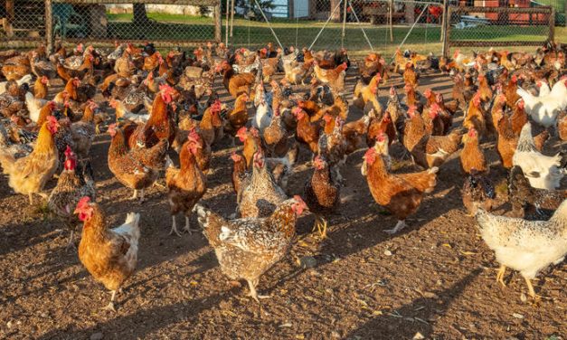 8 Types Of Roadrunner Chickens In Zimbabwe