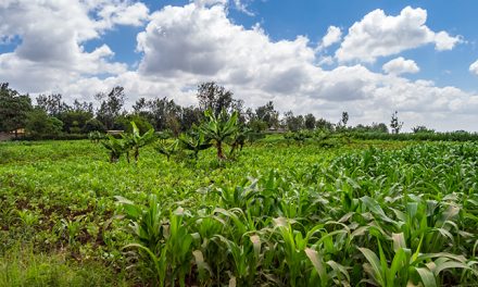 10 Small Scale Farming Ideas In Zimbabwe