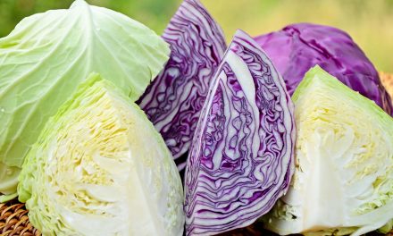 Cabbage Varieties In Zimbabwe