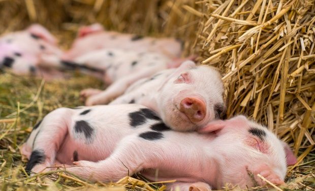 Pig Breeds Or Types In Zimbabwe