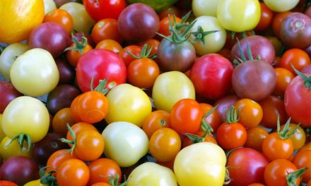 Tomato Varieties Grown In Zimbabwe