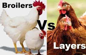Broilers Versus Layers: A Comparative Look