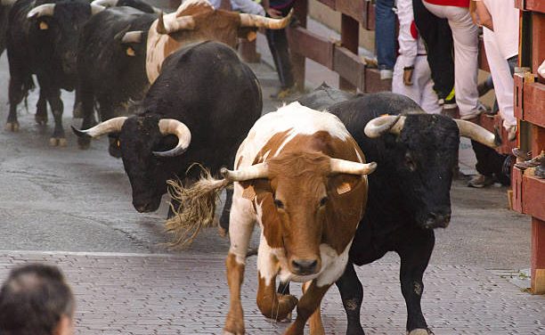 ZSE adjusts circuit breakers downward as bulls run wild