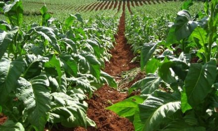 A Look Into The Zimbabwe Tobacco Industry