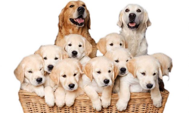 Starting A Dog Breeding Business In Zimbabwe