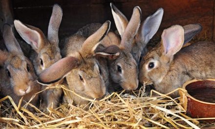 Botswana Failing To Meet Rabbit Meat Demand: An Export Opportunity For Zimbabwean Rabbit Farmers