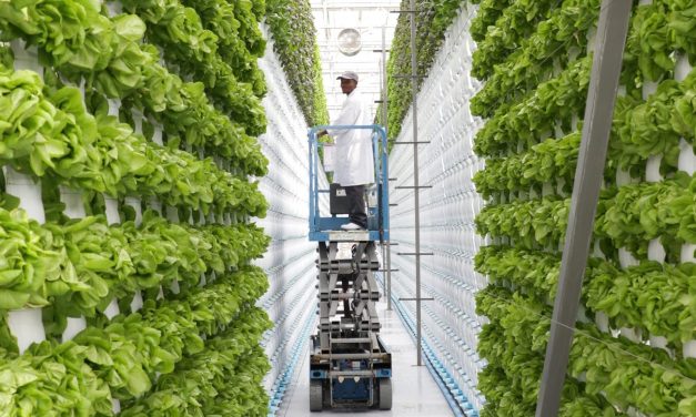 Crops to grow in vertical farming in Zimbabwe