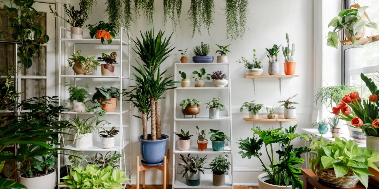 Indoor plant selling business idea for Zimbabwe