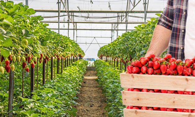 Some Of The Most Profitable Greenhouse Crops In Zimbabwe
