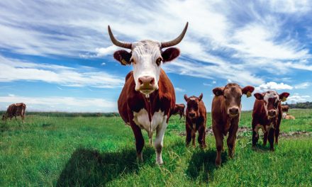 7 Common Livestock Farming Mistakes To Avoid