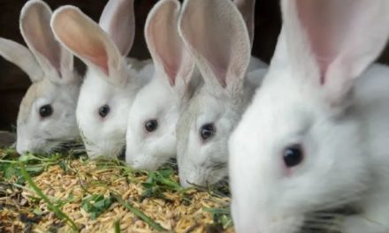 Zimbabwe’s first Rabbit Meat Distribution Facility Opens In Harare
