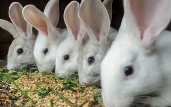 Zimbabwe’s first Rabbit Meat Distribution Facility Opens In Harare